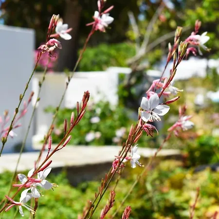 Apanema Paros Apartment