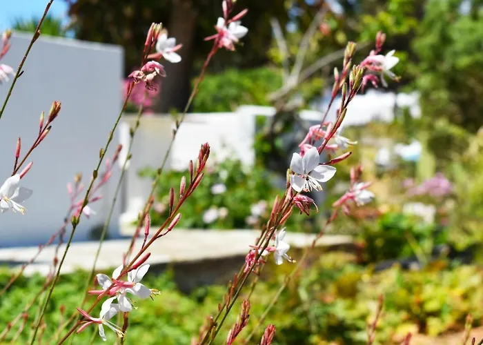 Apanema Paros Apartman